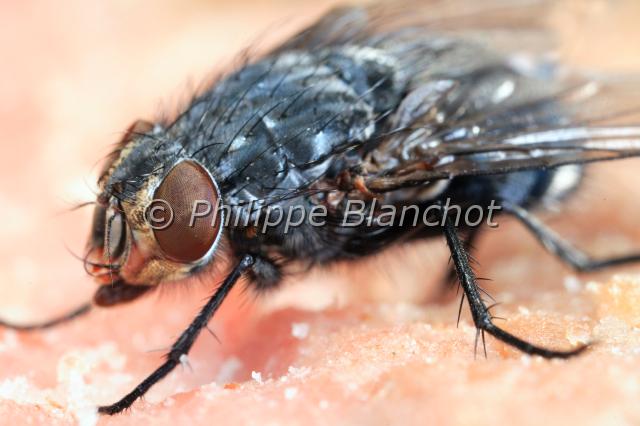 calliphora vicina.JPG - Calliphora vicinaMouche bleue ou mouche de la viandeBlue blowflyDiptera, CalliphoridaeFrance